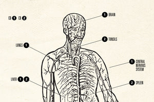 A Better Understanding of Hemp Oil Benefits