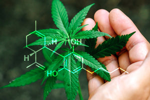 What is CBD Oil?